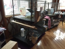 4 of 7 cages moved inside